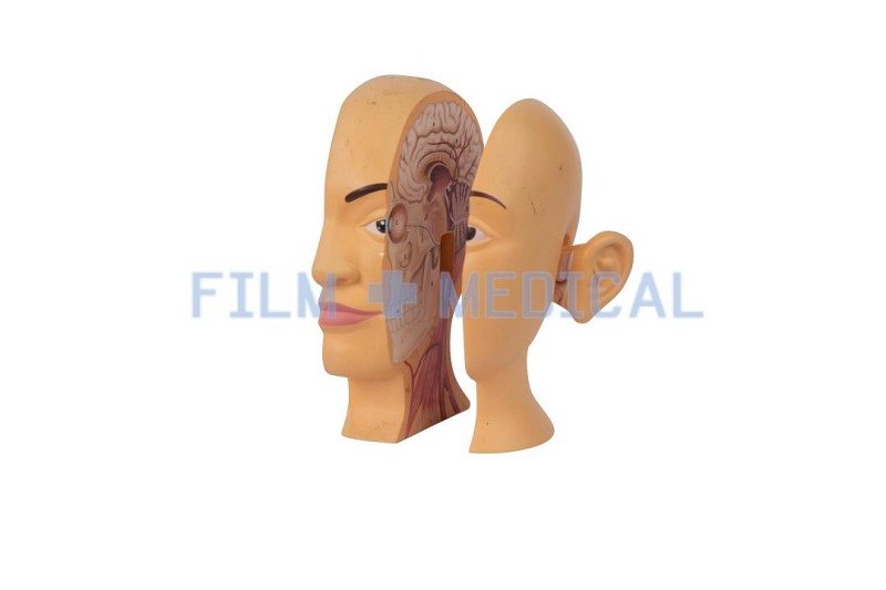 Sectional Anatomical Model Head